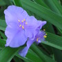 spiderwort (Tradescantia virginiana (Spiderwort))