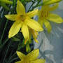 daylilies (hemerocallis)