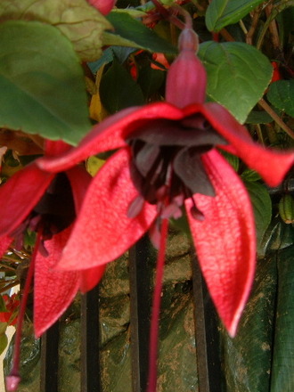 fl96a.jpg