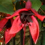 Fl96a
