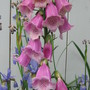 foxglove (Digitalis purpurea (Common foxglove))