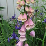 foxgloves (Digitalis purpurea (Common foxglove))