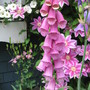 plenty of pink (Digitalis purpurea (Common foxglove))