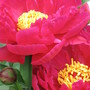 newest peony on this week's scene (Paeonia officinalis (Double Peony))