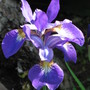 Siberian Iris (Iris sibirica (Siberian iris))