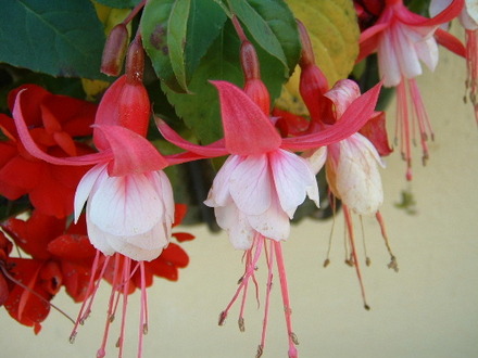fl97a.jpg