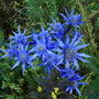 Eryngium alpinum