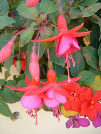 fl98a.jpg