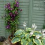 Clematis and Hosta