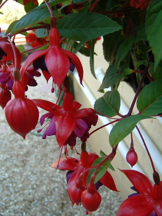 fl99a.jpg