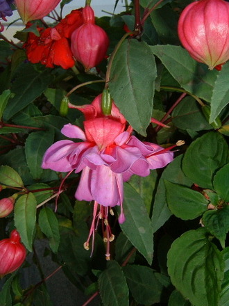 fl100a.jpg