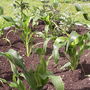 Scarecrow's Cornfield 7.7.08