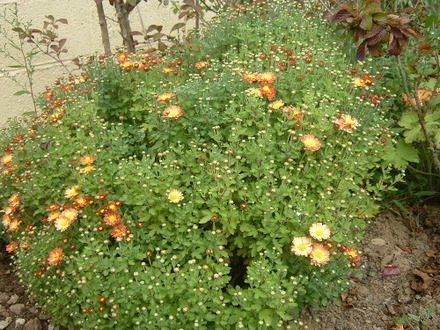 fl102a.jpg