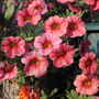 Calibrachoa