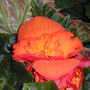 Begonia