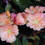 Lewisia