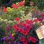 Hanging basket