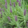 Lavender in flower. July 2008. (Lavandula stoechas standard)