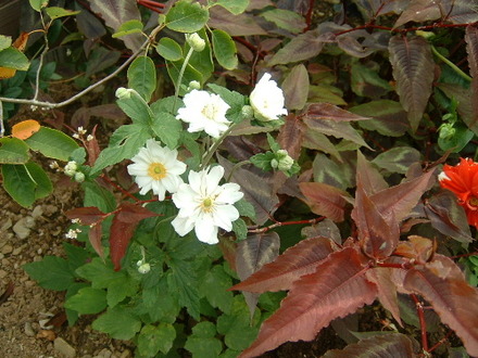 fl105a.jpg