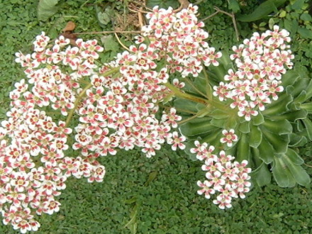 fl21.jpg