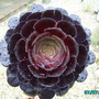 Aeonium Arboreum " Zwartkop" (Aeonium Arboreum   "Zwartkop")
