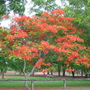 Delonix regia ( Poinciana ) (Delonix regia (Acacia Roja))