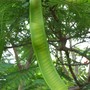 Seedpod (Delonix regia (Acacia Roja))