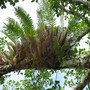 Drynaria regidula ( basket fern ) (Drynaria regidula)