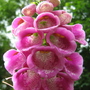 Up a Foxglove - Dismal July day in Cornwall (Digitalis purpurea (Common foxglove))