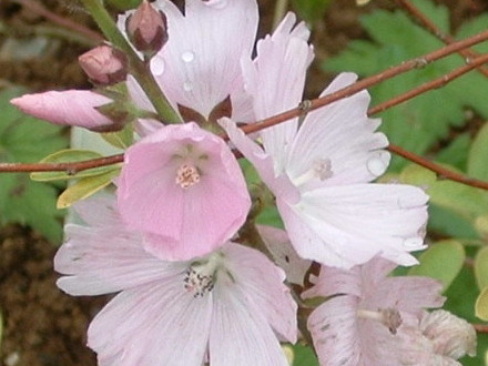 fl54.jpg