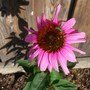 Echinacea (Echinacea purpurea (Coneflower))