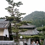 Japanese Trees 4
