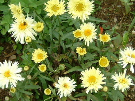 fl56.jpg