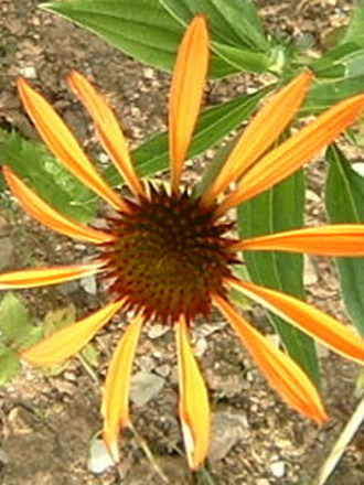 fl79.jpg