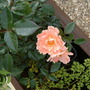 fl83a.jpg