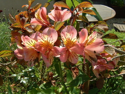 fl88a.jpg