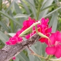 Praying Mantis on Oleander flower