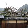 Japanese Trees 5