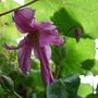 Clematis 'Aljonushka' (Clematis 'Aljonushka')
