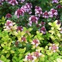Thyme & Thyme again! (Thymus vulgaris)