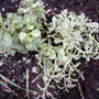 Tricolour sedum (Sedum spurium tricolour)