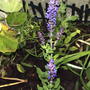 A garden flower photo (Salvia nemorosa 'Blue Queen')