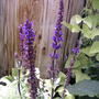Blue sage (Salvia nemorosa 'Blue Queen')
