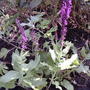 Pink sage (Salvia nemorosa 'Sensation Rose')