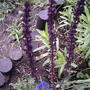 Violet sage (Salvia nemerosa 'Carradonna')