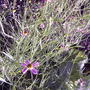 Pink coreopsis (Coreopsis rosea 'American Dream')