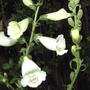 White foxglove (Digitalis purpurea 'Camelot White')