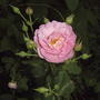 David Austin rose (Rosa)