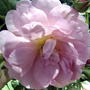 David Austin Rose (Rosa)
