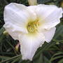 Another bloom on 'Cool it' (Hemerocallis 'Cool It')